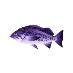 Indigo Rockfish